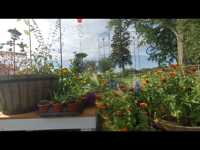 Sitting on a Chair Watching a Hummingbird on a feeder.