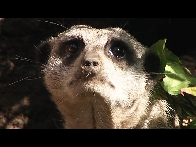 One Hour Inside the Care of Endangered Species | Zoo Days