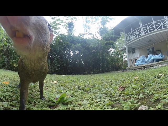 360 Camera Trap Test Footage (Agoutis in Panama)