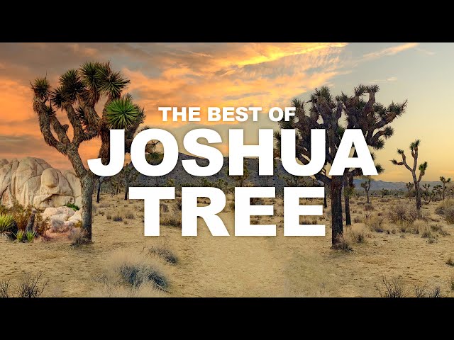 Joshua Tree National Park Travel Guide | Top Favorite Hikes, Best Hiking Trails, Road Trip Video