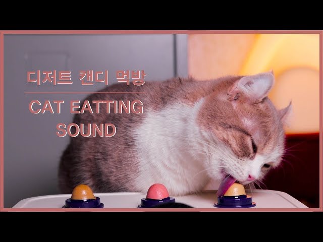 [ASMR] Cat Dessert Candy ㅣ CAT EATING SOUND