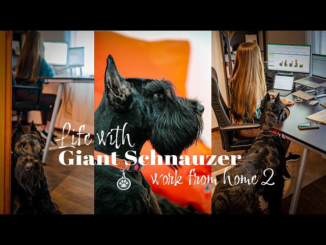 Life with Giant Schnauzer | Ep.10 | Work From Home