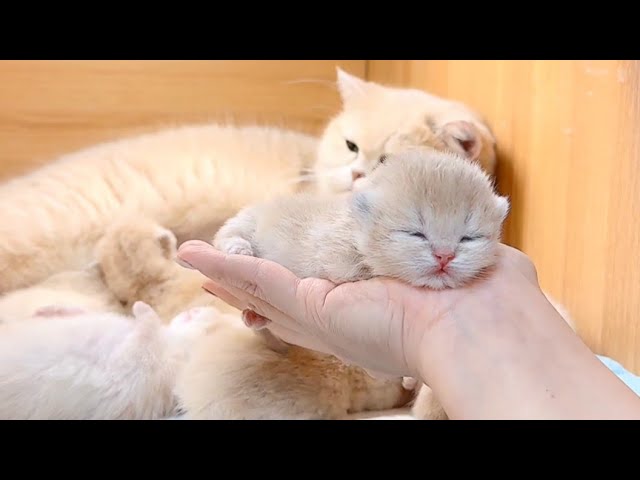 Golden british shorthair kitten is very cute