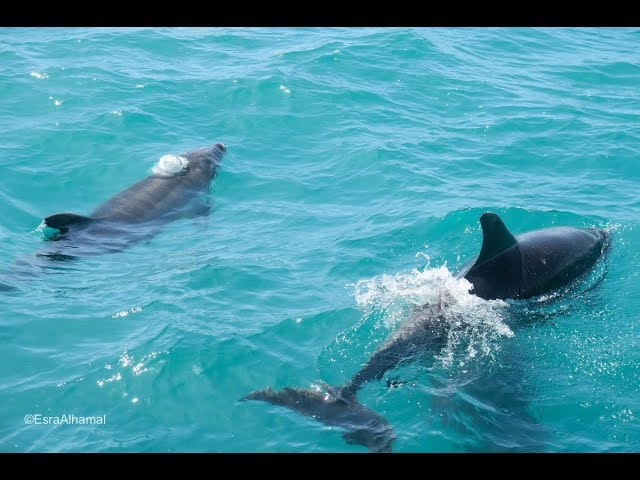 Dolphins in Algarve | Is Albufeira worth the trip?