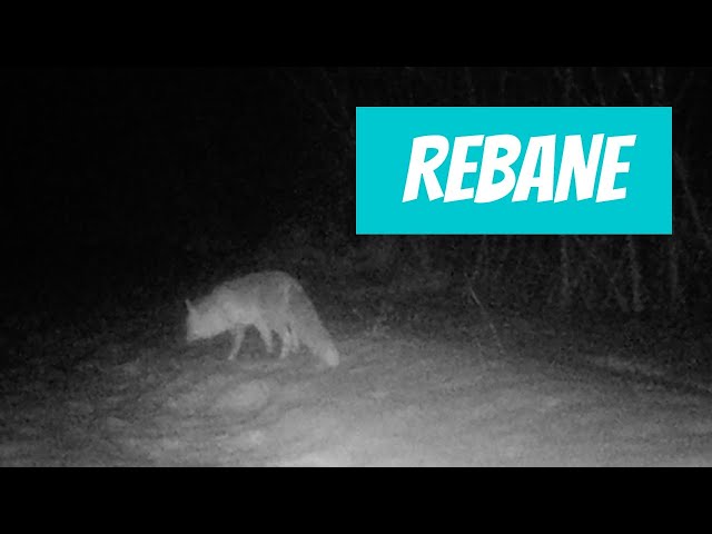 Rebane (Vulpes vulpes; Red fox) - Eesti elurikkus