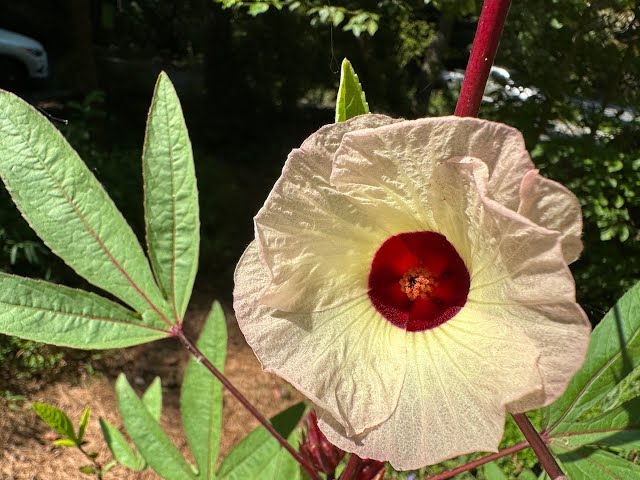 Growing Roselle in Containers From Seed (Hibiscus sabdariffa)