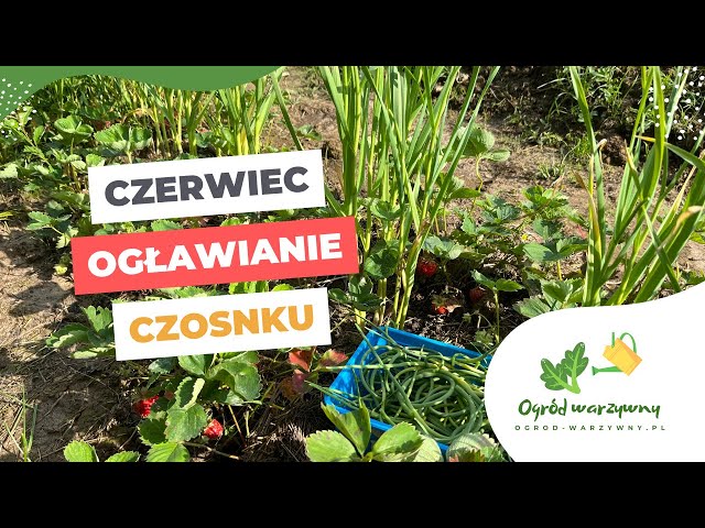 Ogławianie czosnku | Jak rosną warzywa na gliniastej glebie