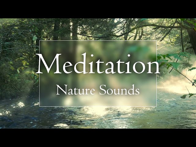 🌿 Relaxing Forest Sounds | Flowing Creek & Singing Birds | 2 Hours