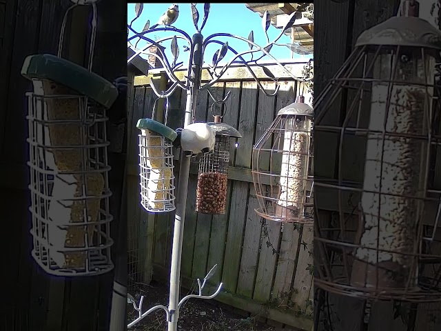 Mission Impossible part 2 | Wildlife | Garden Birds