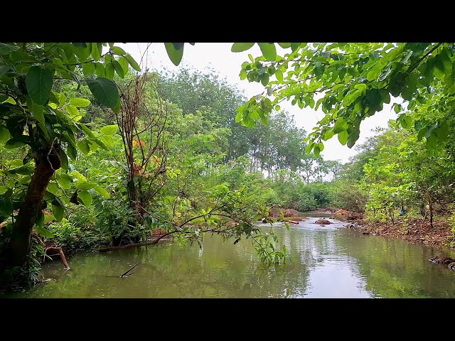 Pure Nature Ambience with Gentle River and Melodious Birds | Relaxing Sounds for Focus