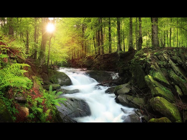 Musica para relaxa som da Natureza, relax to the sound of nature