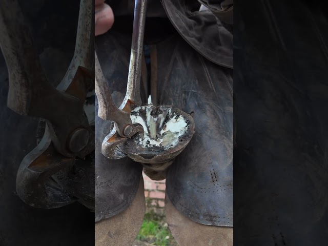 Horse gets toe nail trimmed! #asmr #oddlysatisfying #farrier #equestrian