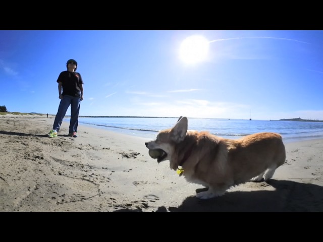 Mindy the Corgi testing out the new Nikon Keymission 360 at Half Moon Bay | 4K 360 VR