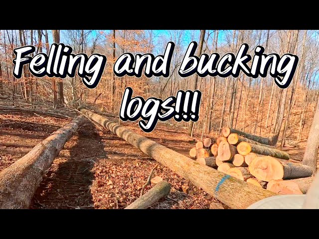 FELLING timber and BUCKING logs…PORTED STIHL 461…#189