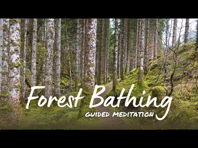 Forest Bathing | 10 Minute Guided Nature Meditation