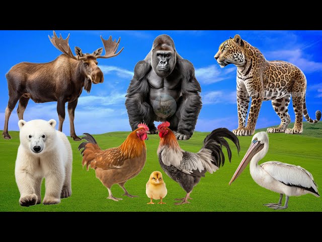 Cute Little Farm Animal Sounds: Monkey, Leopard, Moose, Pelican, Polar Bear - Wild Animal Sounds