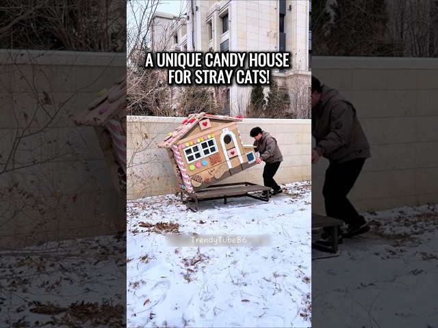 Not Just Warm, This Candy House Makes Stray Cats Feel Right at Home😍