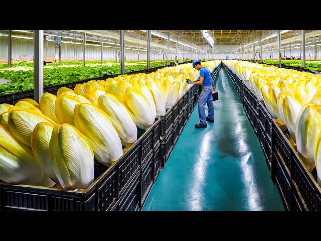 Millions Tons Of Golden Vegetable Buds Are Grown And Harvested - Processed Vegetables In Factory