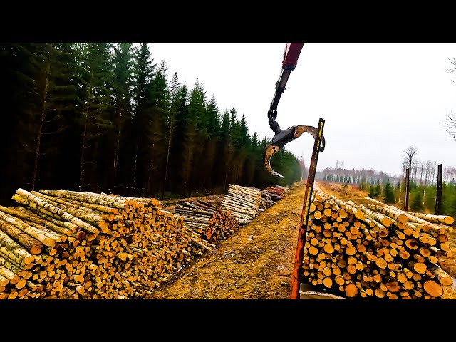 Loading birch pulpwood with Palfinger Timber Crane