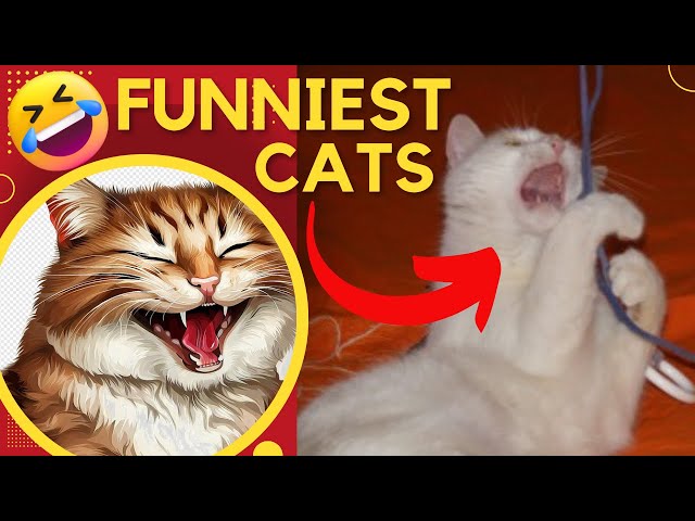 Hilarious Cats Caught on Camera! 😹Must Watch!