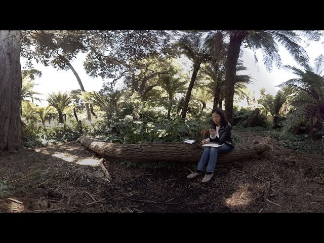 360 Video (in 4K) : Artist Jane Kim Illustrates Golden Gate Park's Entwined Ecologies | KQED