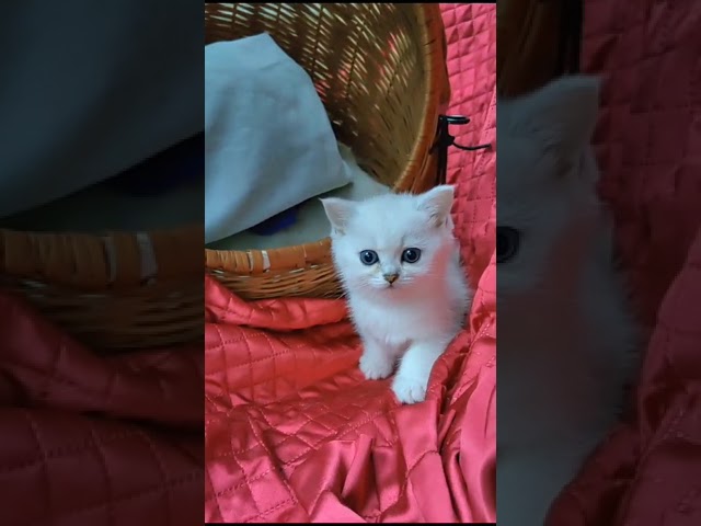 British kitten / brittiläinen kissanpentu / Briti kassipoeg