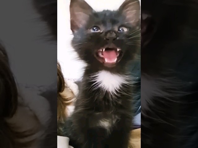 black cat viral video😾reaction🤣🤣#cat#viral#funny#short#youtubeshorts