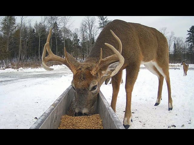 Brownville's Food Pantry For Deer "Trough View"