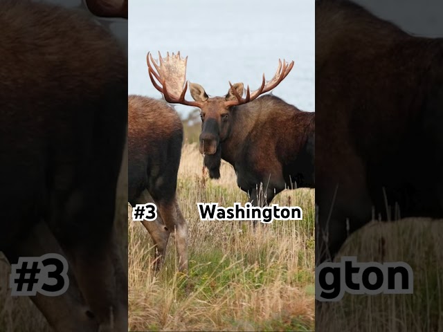 Top 3 states for moose’s #subscribe#jesus#LilysOutdoors#deer#hunt#hunting#outdoors#shorts#funny#fyp