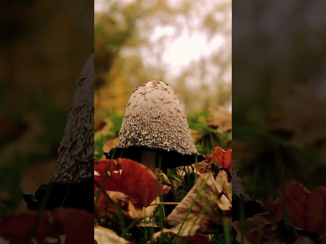 Dark Acadamia Aesthetic Vibes | Romantic Scholarly Autumn Gothic Atmosphere #academia #darkacademia