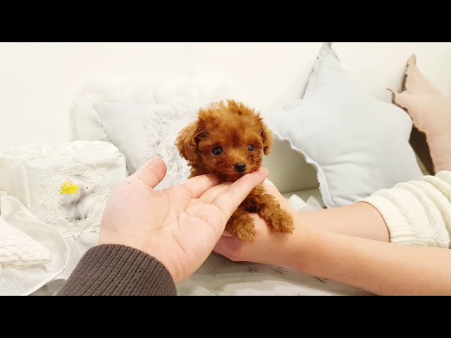 Tiny poodle baby teacup poodle - Teacup puppies KimsKennelUS