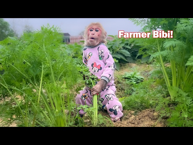 Bibi explores the farm and harvests carrots for Grandma!