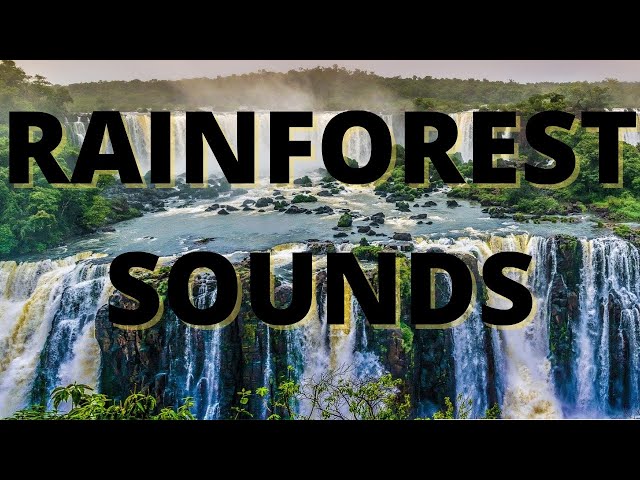 Rainforest Sounds For Sleeping BLACK SCREEN