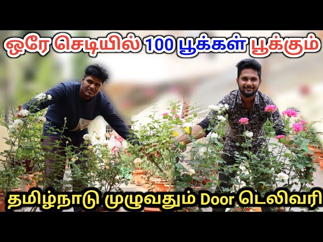 ஒரே செடியிலும் 😱 100🌹பூக்கள் வரை பூக்க வைக்கலாம்! best rose feritilizer in tamil | rose tips