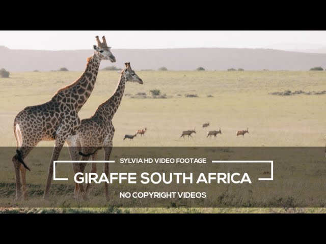 South African Wildlife - Giraffe South Africa || HD Stock Videos | No Copyright Videos