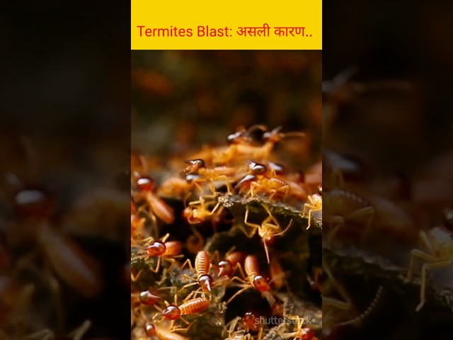 The Explosive Truth About Termites