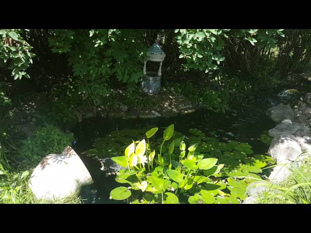 Asian Koi pond