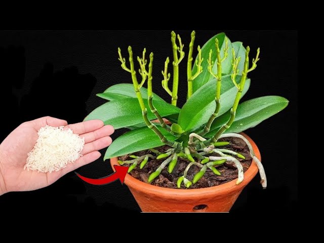 Just  sprinkle 1 spoon on the roots! Even weak orchids can root and bloom like crazy.