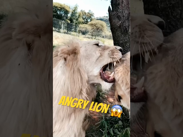 The Power of a Lion’s Affection🦁❤️