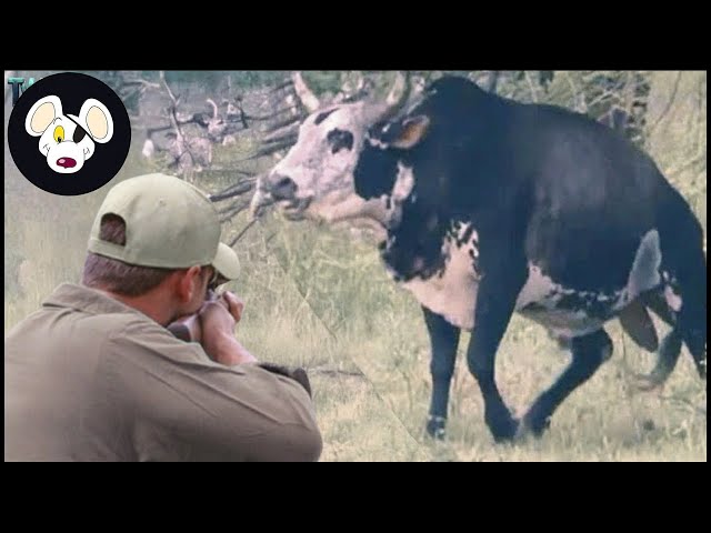 How Do Farmers Hunt And Process Millions Of Wild Cows ? | Hunting Documentary