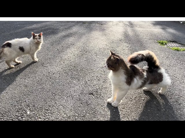 Cat lovers feed stray cats on the street,  There are many beautiful and cute cats#catvideos