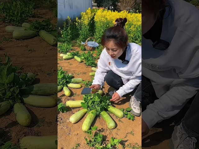 Croissant Honeydew Melon In The Farm #farming #farm #garden