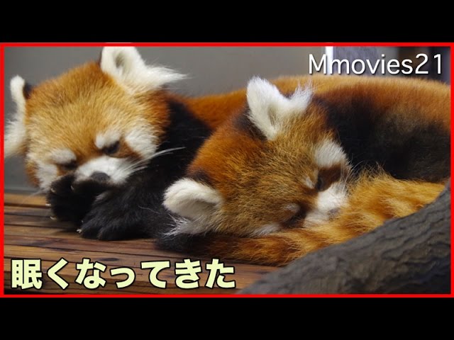 Sleepy Red Pandas 眠くなってきた赤ちゃんレッサーパンダ