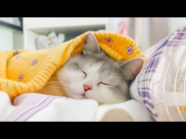 Music for Cats to Fall Into Deep Sleep - Sleep with Cats' Favorite Music Playlist, Healing Cat Tunes