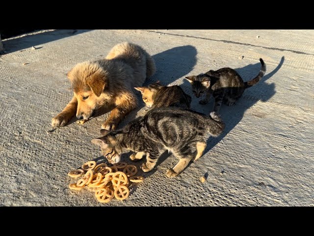 Delicious meal! Meet dogs and cats wandering on the road