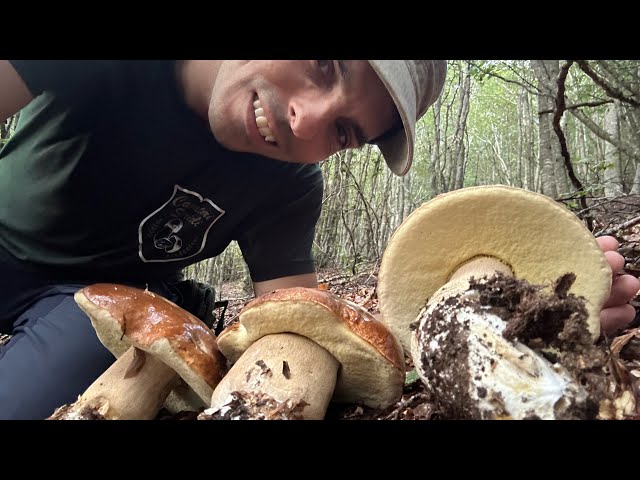 EVERY MUSHROOM HUNTER'S DREAM - A TON OF PORCINI MUSHROOMS IN THE APPENNINES