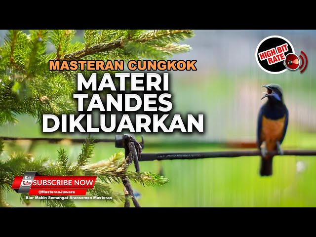 🔴 Masteran Cucak Cungkok Super Gacor Bongkar Isian Tandes Untuk Masteran Murai Batu dan Cucak Ijo