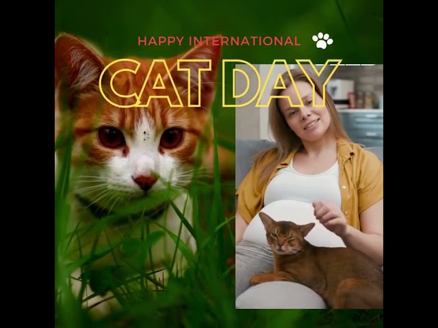 White Green Simple Happy International Cat Day Video