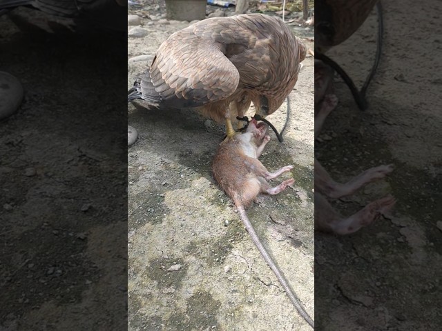 Makan Besar Lagi