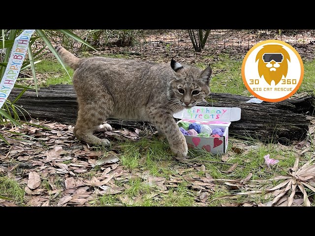 Birthday Bobcats box of treats! 3D 180VR